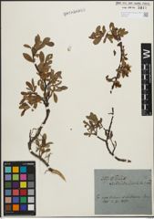 Foto von Salix kitaibeliana Willd.